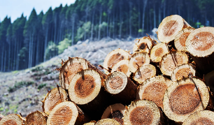 「天然乾燥」の木の家
