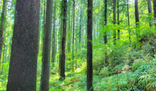 熊本の県産材を中心とした住まいづくり